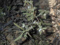 Scaevola canescens
