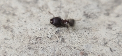 Pheidole spathifera
