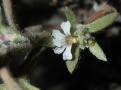 Scaevola canescens