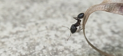 Pheidole spathifera