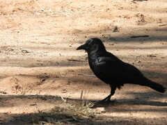 Corvus bennetti