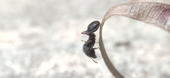 Pheidole spathifera