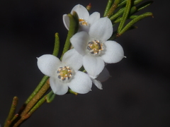 Cyanothamnus ramosus anethifolia