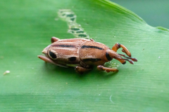 Sphenocorynes kosempoensis