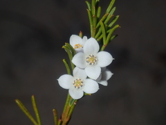 Cyanothamnus ramosus anethifolia