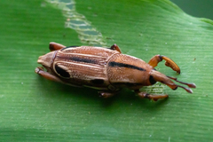 Sphenocorynes kosempoensis