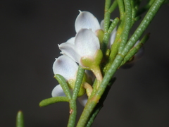 Cyanothamnus ramosus anethifolia