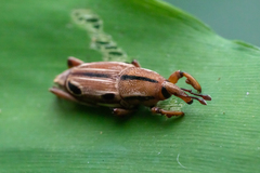 Sphenocorynes kosempoensis