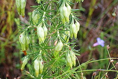 Erica intermedia intermedia