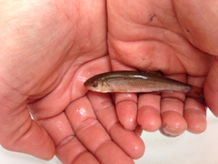 Semotilus corporalis