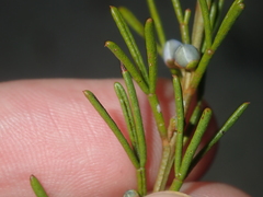 Cyanothamnus ramosus anethifolia