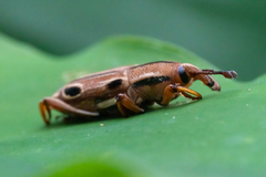 Sphenocorynes kosempoensis