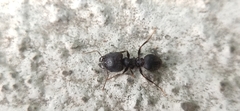 Pheidole spathifera