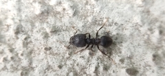 Pheidole spathifera