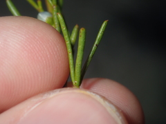 Cyanothamnus ramosus anethifolia