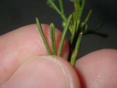 Cyanothamnus ramosus anethifolia