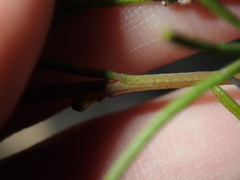 Cyanothamnus ramosus anethifolia