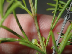 Cyanothamnus ramosus anethifolia