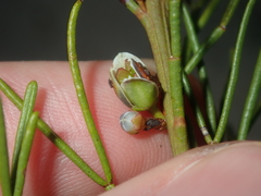 Cyanothamnus ramosus anethifolia