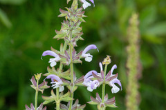 Salvia radula