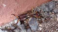 Forficula auricularia