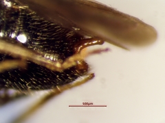 Deraeocoris aphidiphagus