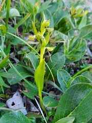 Dactylorhiza viridis