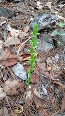 Platanthera brevifolia