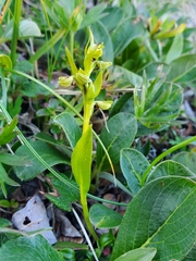 Dactylorhiza viridis