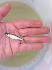 Semotilus corporalis