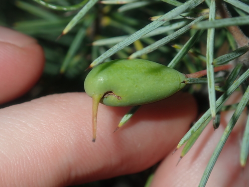Image of Persoonia Acicularis (Persoonia acicularis) by (c) Thomas Mesaglio, some rights reserved (CC BY)