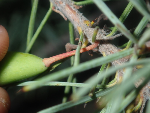 Image of Persoonia Acicularis (Persoonia acicularis) by (c) Thomas Mesaglio, some rights reserved (CC BY)