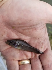 Aphredoderus sayanus