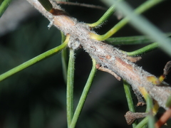 Persoonia acicularis