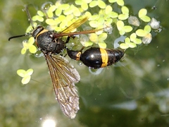 Oreumenes decoratus