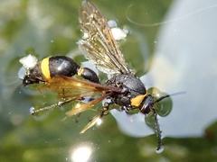 Oreumenes decoratus