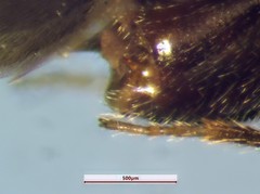 Deraeocoris aphidiphagus