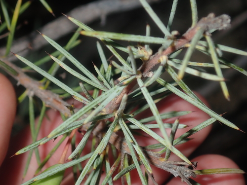 Image of Persoonia Acicularis (Persoonia acicularis) by (c) Thomas Mesaglio, some rights reserved (CC BY)