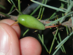 Persoonia acicularis