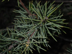 Persoonia acicularis