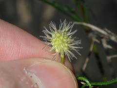 Opercularia vaginata