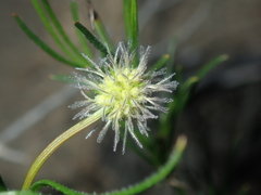 Opercularia vaginata