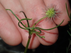 Opercularia vaginata