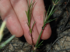 Opercularia vaginata