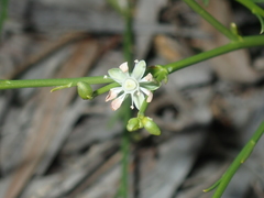 Macarthuria australis