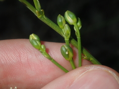 Macarthuria australis