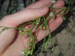 Macarthuria australis