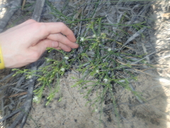 Macarthuria australis