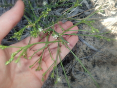Macarthuria australis