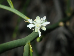 Macarthuria australis